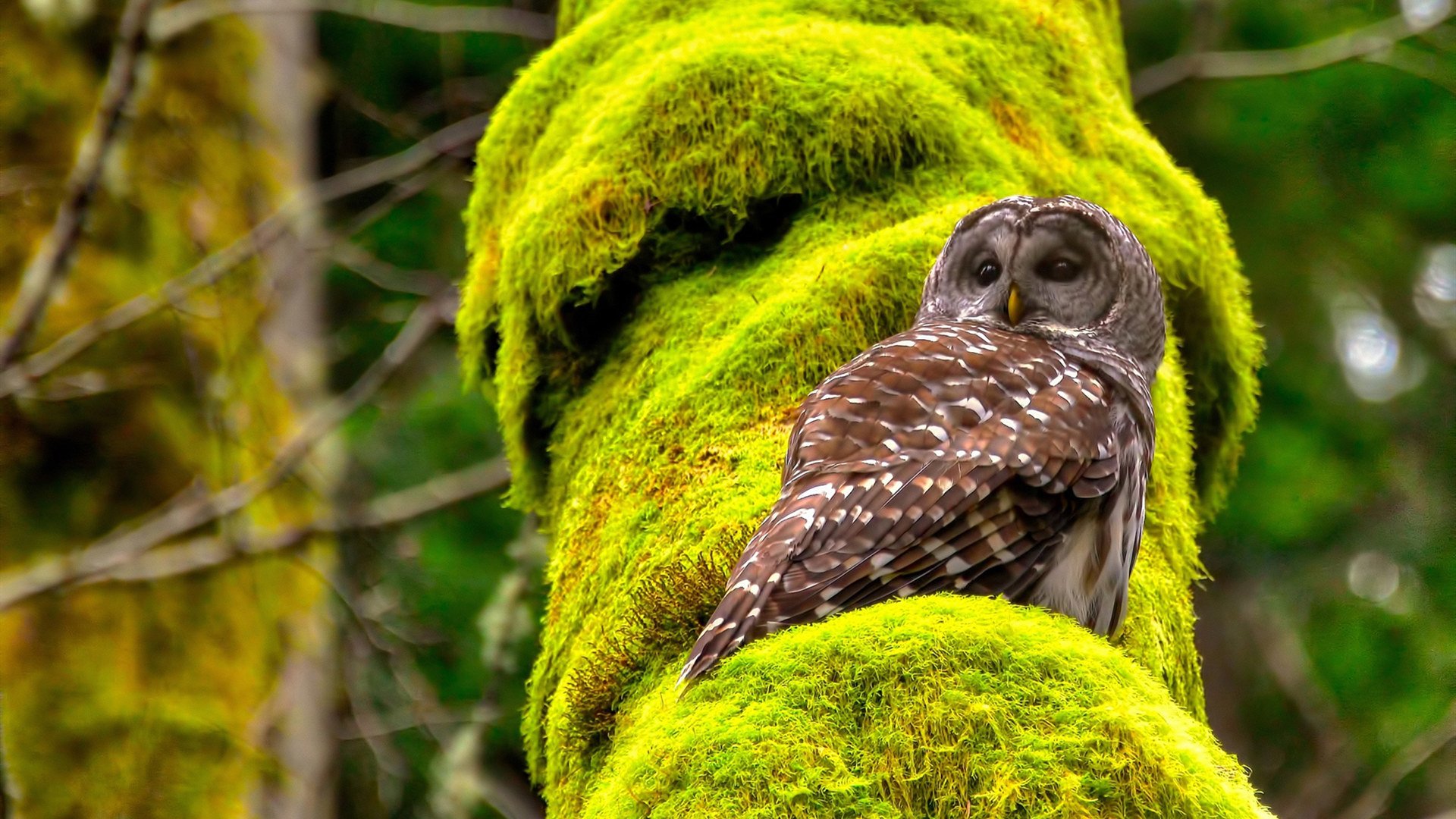 绿军防线被凿穿！西亚卡姆47+12，上演史诗级个人对抗体系之战