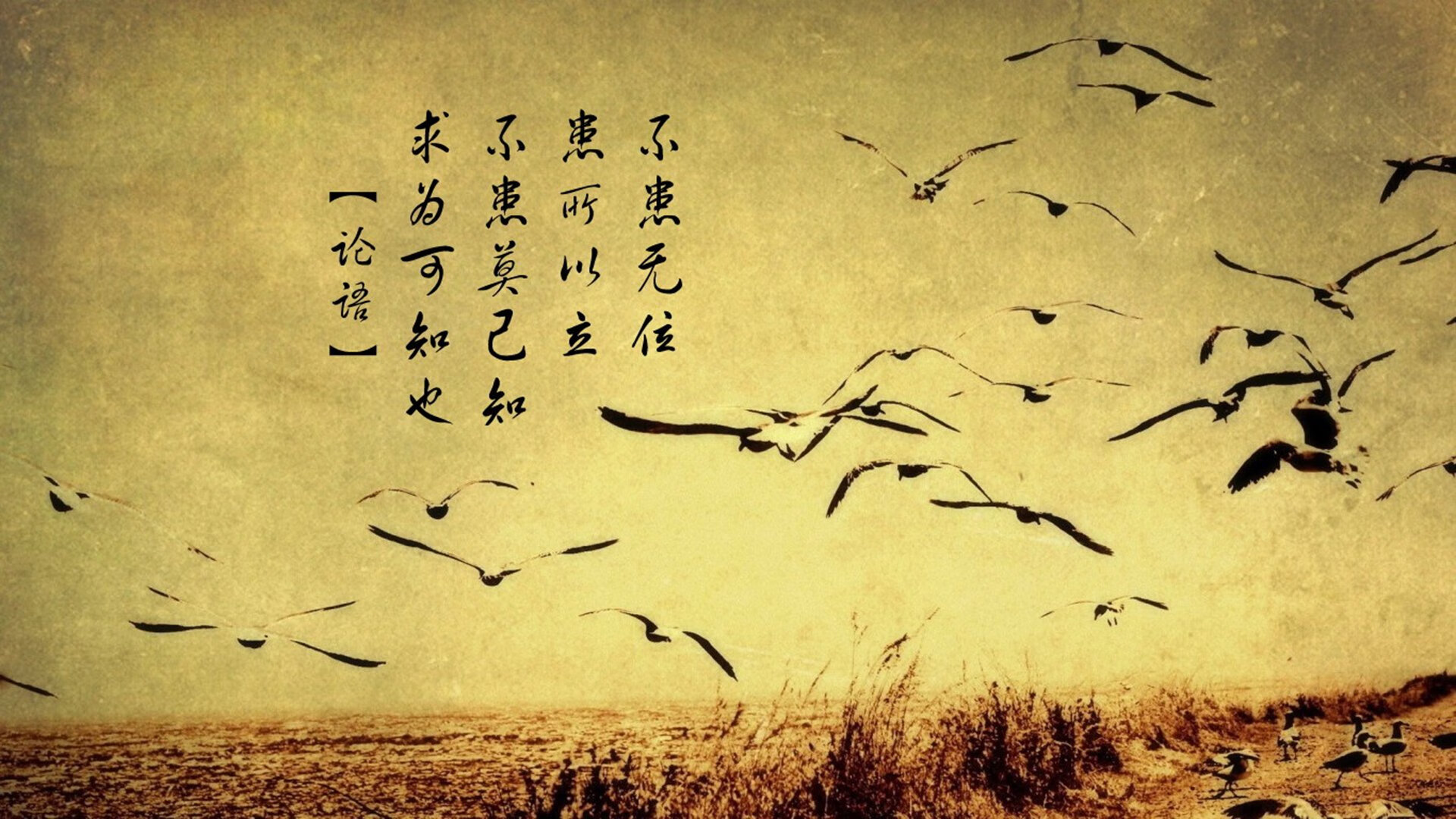 全面碾压！比利时火力全开粉碎爱尔兰，阿劳霍扮演完美前腰点燃全队