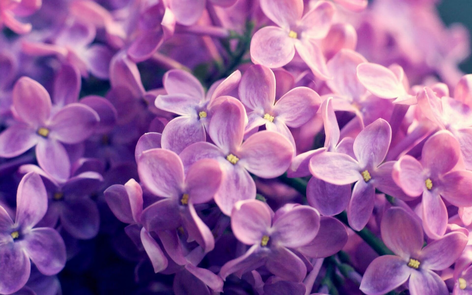 最安静的主角，德甲争冠夜，迪马利亚用无声节奏奏响胜利