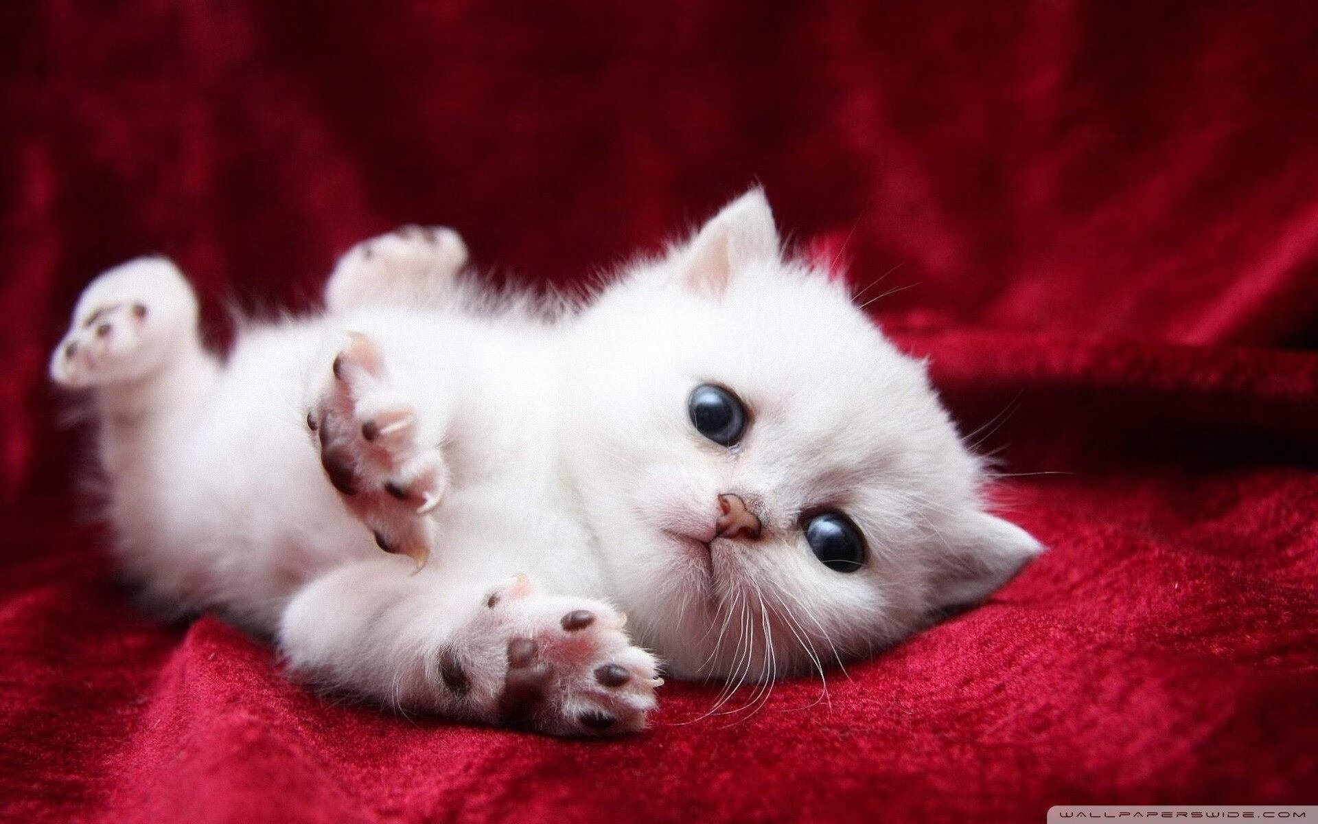 非洲黑马颠覆美洲霸主，加纳决胜局奇袭美国，亚洲之星李刚仁化身关键先生