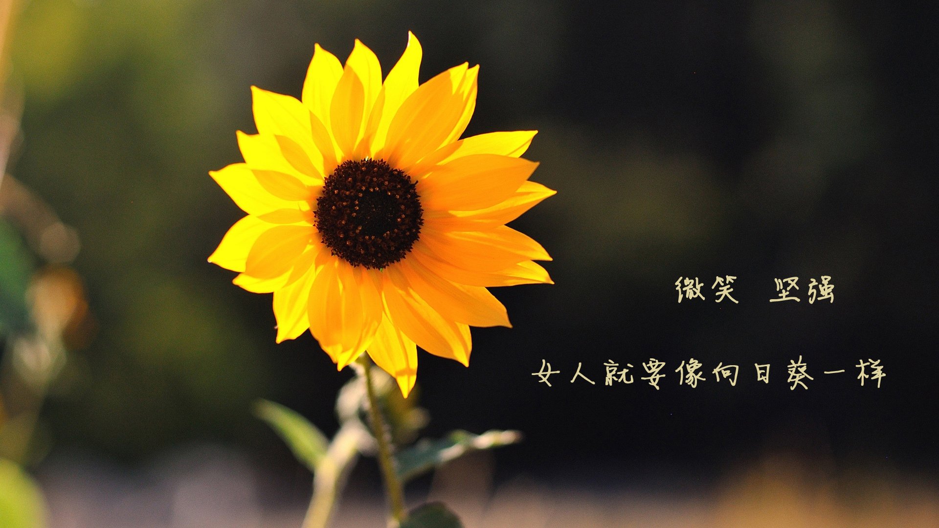 意甲焦点战外的焦点，巴拉圭力量如何助意甲拿下阿森纳