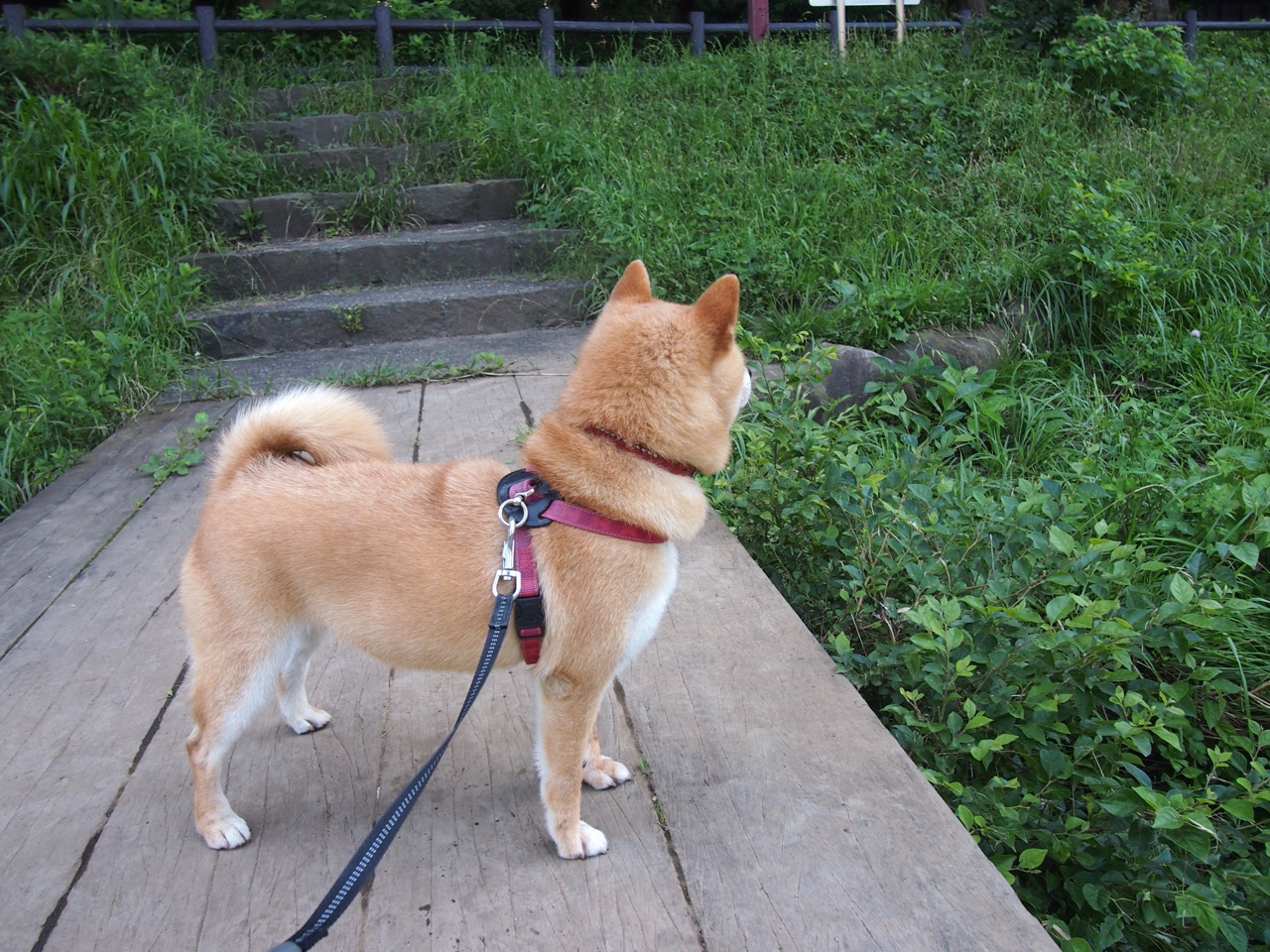 美加墨世界杯焦点战启示录，活塞击败76人的篮球盛宴